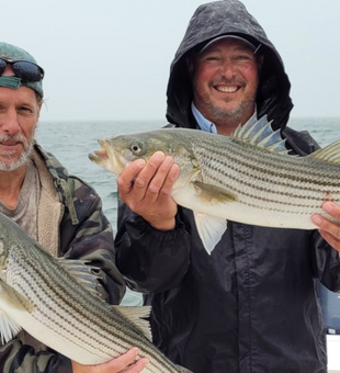 Striped Bass Success!